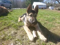 Zeus, a male German Shepherd Dog for sale in Pelkie, MI – 4 of 10