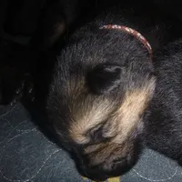 Brown, a male German Shepherd Dog for sale in Pelkie, MI – Photo 8 of 10