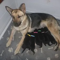 Brown, a male German Shepherd Dog for sale in Pelkie, MI – Photo 7 of 10