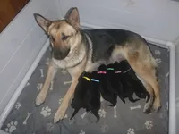 Brown, a male German Shepherd Dog for sale in Pelkie, MI – Photo 7 of 10