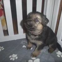 Brown, a male German Shepherd Dog for sale in Pelkie, MI – Photo 5 of 10
