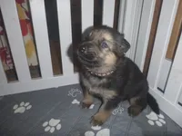 Brown, a male German Shepherd Dog for sale in Pelkie, MI – Photo 4 of 10