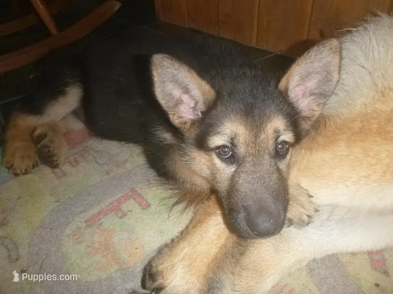 Brown – German Shepherd Dog puppy for sale in Pelkie, MI