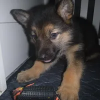 Brown, a male German Shepherd Dog for sale in Pelkie, MI – Photo 3 of 10