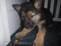 Brown, a male German Shepherd Dog for sale in Pelkie, MI – Photo 2 of 10