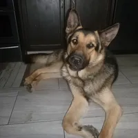 Brown, a male German Shepherd Dog for sale in Pelkie, MI – Photo 9 of 10