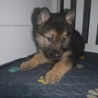 Brown, a male German Shepherd Dog for sale in Pelkie, MI – Photo 4 of 10