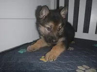 Brown, a male German Shepherd Dog for sale in Pelkie, MI – Photo 3 of 10