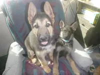 Brown, a male German Shepherd Dog for sale in Pelkie, MI – Photo 10 of 10