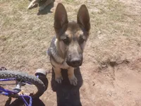 Zeus, a male German Shepherd Dog for sale in Pelkie, MI – 2 of 10
