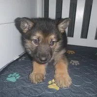 Brown, a male German Shepherd Dog for sale in Pelkie, MI – Photo 2 of 10
