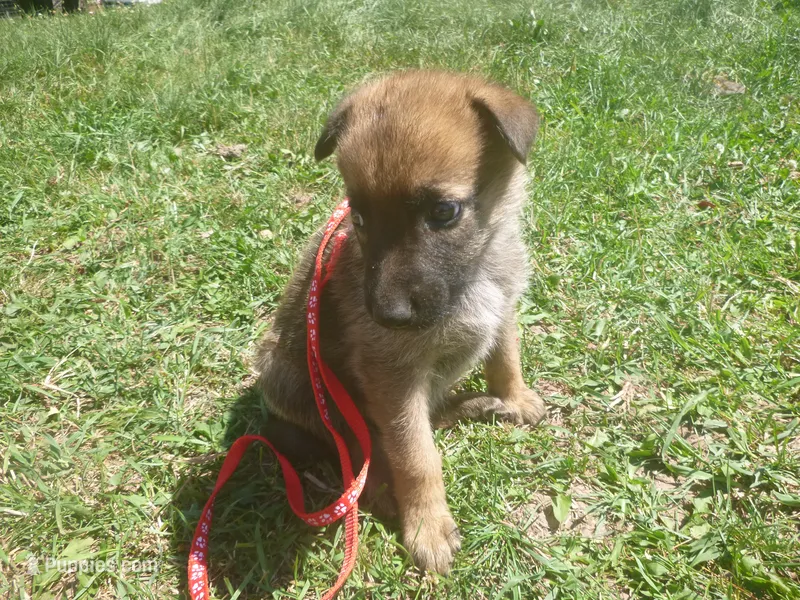 Red – German Shepherd Dog puppy for sale in Pelkie, MI