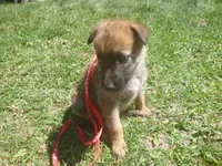 Red, a male German Shepherd Dog for sale in Pelkie, MI – 2 of 9