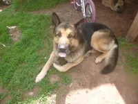 Yellow, a female German Shepherd Dog for sale in Pelkie, MI – 5 of 6