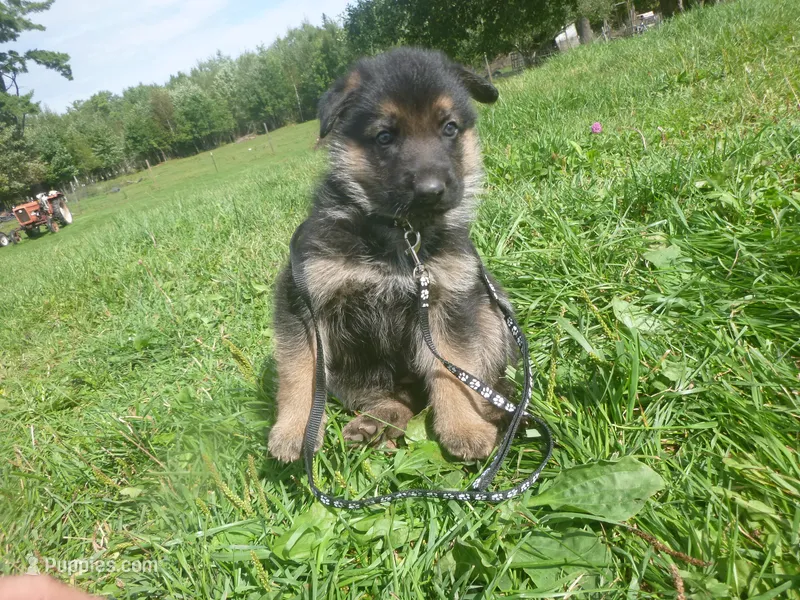 Black – German Shepherd Dog puppy for sale in Pelkie, MI