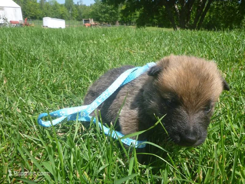Light Blue – German Shepherd Dog puppy for sale in Pelkie, MI