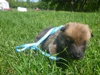 Light Blue, a male German Shepherd Dog for sale in Pelkie, MI – 5 of 9