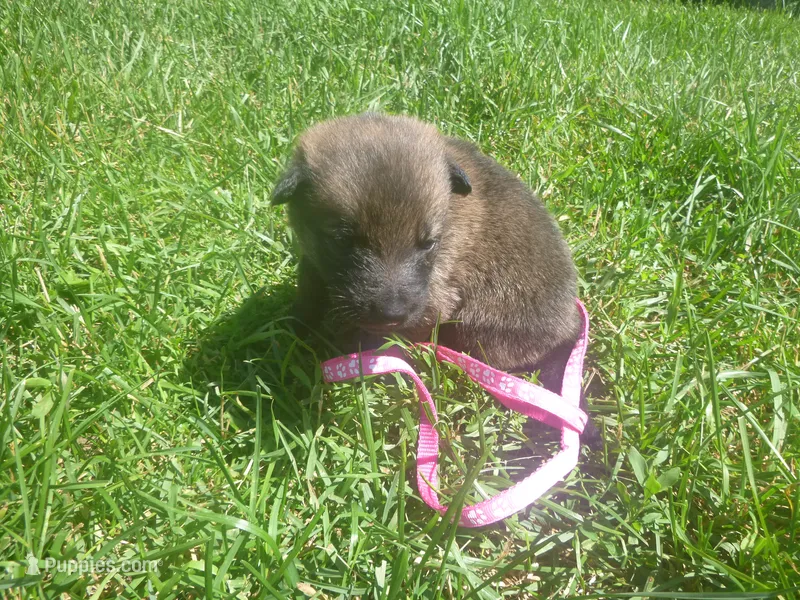 Dark Pink – German Shepherd Dog puppy for sale in Pelkie, MI