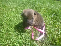Dark Pink, a female German Shepherd Dog for sale in Pelkie, MI – 4 of 8
