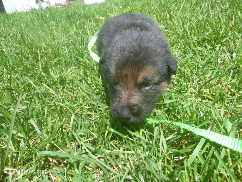 Bright Green – German Shepherd Dog puppy for sale in Pelkie, MI