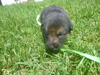 Bright Green, a male German Shepherd Dog for sale in Pelkie, MI – 5 of 10