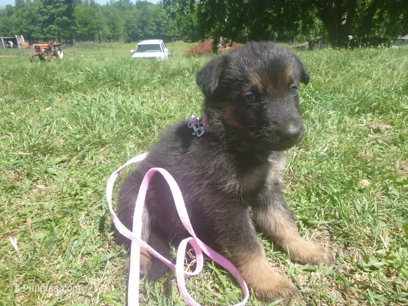 Light Pink – German Shepherd Dog puppy for sale in Pelkie, MI