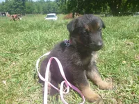 Light Pink, a female German Shepherd Dog for sale in Pelkie, MI – 3 of 9