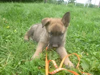 Orange, a male German Shepherd Dog for sale in Pelkie, MI – 2 of 9