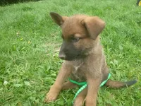 Dark Green, a male German Shepherd Dog for sale in Pelkie, MI – 3 of 10
