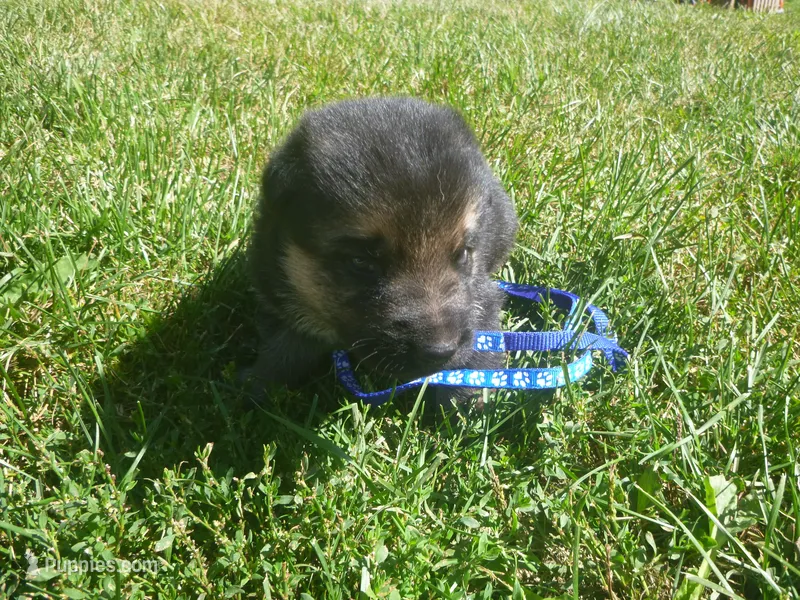Blue – German Shepherd Dog puppy for sale in Pelkie, MI