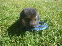 Blue, a male German Shepherd Dog for sale in Pelkie, MI – 1 of 6