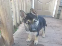 Blue, a male German Shepherd Dog for sale in Pelkie, MI – 3 of 10