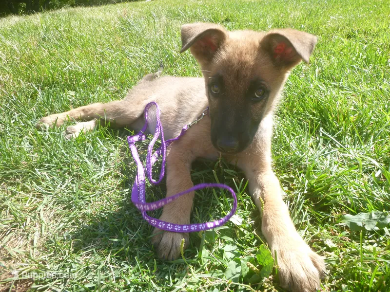 Lilac – German Shepherd Dog puppy for sale in Pelkie, MI