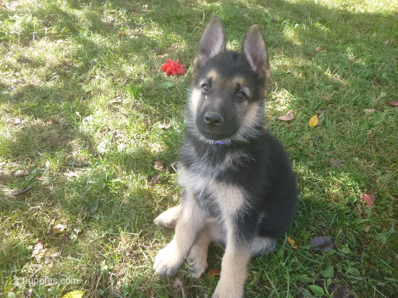 Blue – German Shepherd Dog puppy for sale in Pelkie, MI