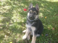 Blue, a male German Shepherd Dog for sale in Pelkie, MI – 1 of 10