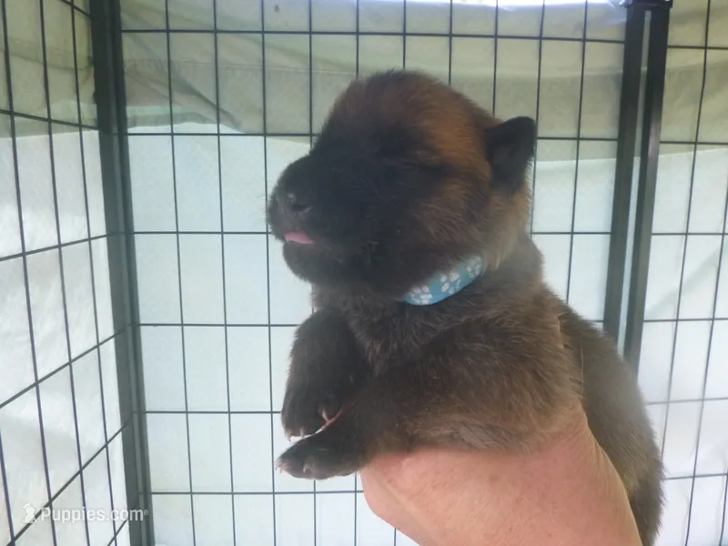 Light Blue – German Shepherd Dog puppy for sale in Pelkie, MI