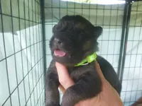 Bright Green, a male German Shepherd Dog for sale in Pelkie, MI – 2 of 5