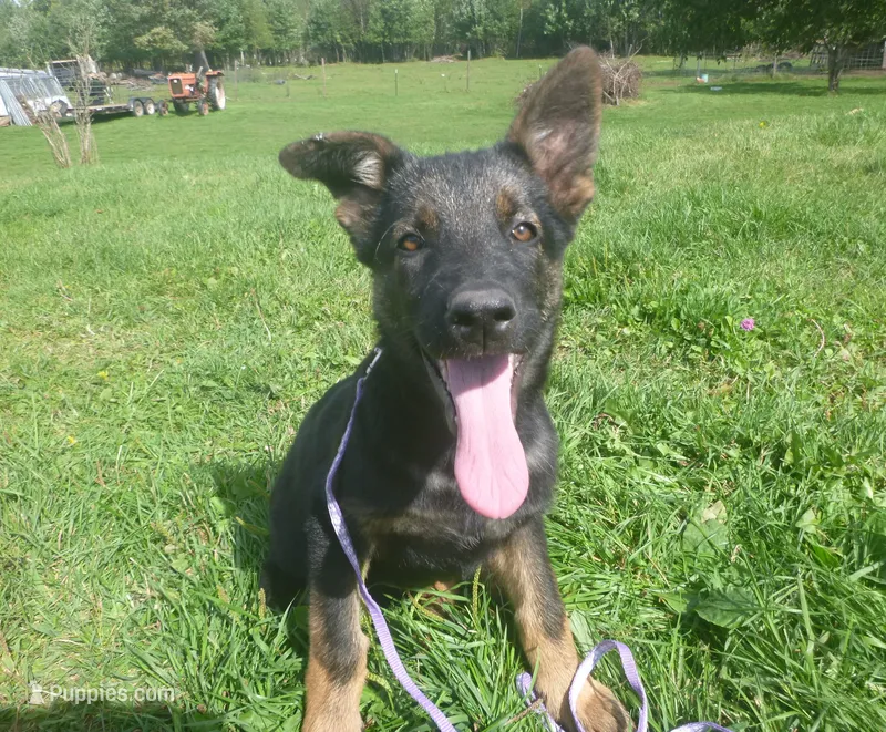 Light Purple – German Shepherd Dog puppy for sale in Pelkie, MI