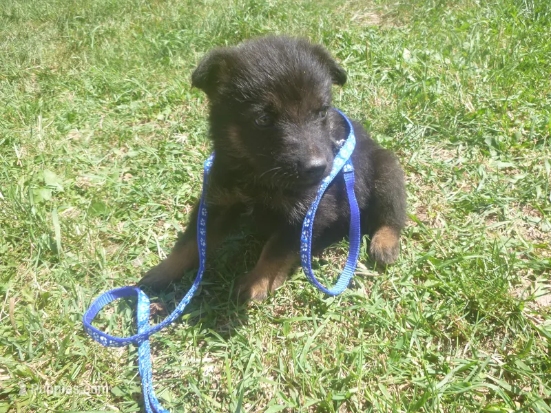 Dark Blue – German Shepherd Dog puppy for sale in Pelkie, MI
