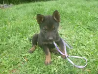 Light Purple, a female German Shepherd Dog for sale in Pelkie, MI – 2 of 9