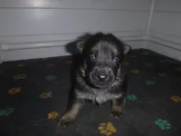 Blue, a male German Shepherd Dog for sale in Pelkie, MI – Photo 4 of 10