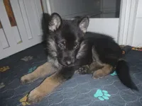 Blue, a male German Shepherd Dog for sale in Pelkie, MI – Photo 2 of 10