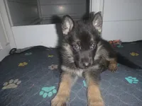 Blue, a male German Shepherd Dog for sale in Pelkie, MI – Photo 3 of 10