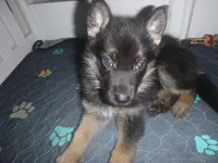 Blue, a male German Shepherd Dog for sale in Pelkie, MI – Photo 1 of 10