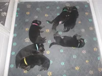 Blue, a male German Shepherd Dog for sale in Pelkie, MI – Photo 5 of 10