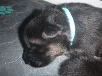 Blue, a male German Shepherd Dog for sale in Pelkie, MI – Photo 8 of 10