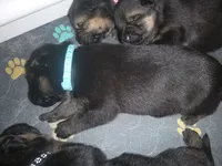 Blue, a male German Shepherd Dog for sale in Pelkie, MI – Photo 9 of 10