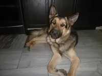 Blue, a male German Shepherd Dog for sale in Pelkie, MI – Photo 10 of 10