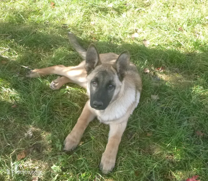 Orange – German Shepherd Dog puppy for sale in Pelkie, MI