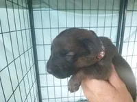 Brown, a male German Shepherd Dog for sale in Pelkie, MI – 1 of 4